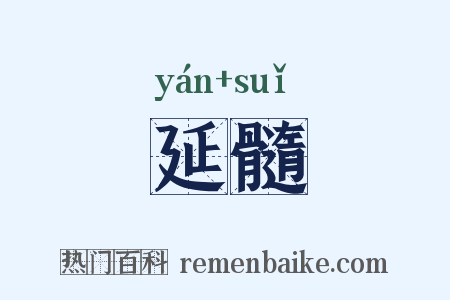 延髓是什么意思的图片